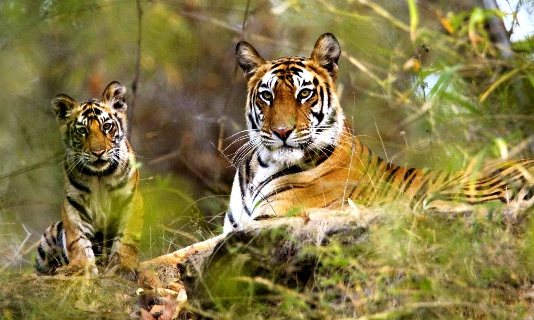 Image result for telangana wildlife board